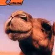 Le texte musical BUBBLE BURST de ADHESIVE est également présent dans l'album Sideburner (1996)