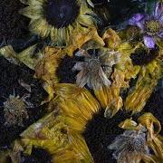 Only son of the falling snow Only son of the falling snow